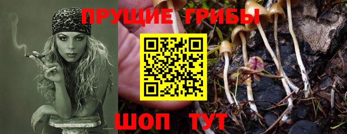Заринск  Псилоцибиновые грибы Cubensis  Вход с VPN 